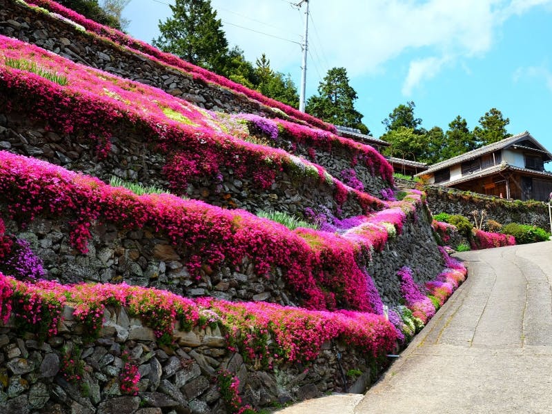 Ranking Of The Top 4 Popular Spots Related To Flower Gardens In