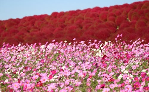 関東 秋のおすすめ花畑12選 9月 10月 11月に見頃を迎える花の名所ガイドの写真 あけぼの山農業公園のコスモス