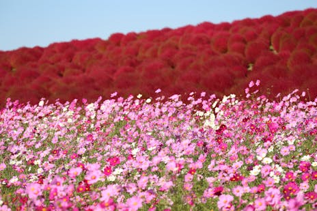 これまでで最高の千葉県 花 名所 すべての美しい花の画像