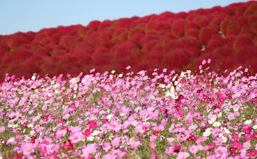 これまでで最高の千葉県 花 名所 すべての美しい花の画像 これまでで最高の千葉県 花 名所 すべての美しい花の画像