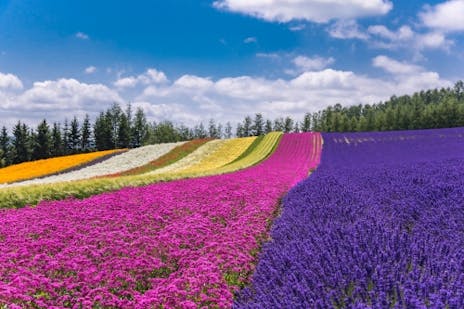 全国のおすすめ花畑85選 一面に絶景が広がる花の名所ガイド 6ページ目