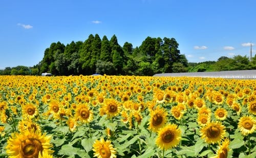 関東 8月のおすすめ花畑13選 8月に見頃を迎える花の名所ガイドの写真 野木町のひまわり畑 関東 8月のおすすめ花畑13選 8月に見頃を迎える花の名所ガイドの写真 野木町のひまわり畑