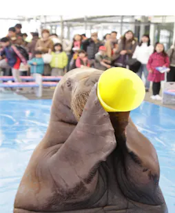 なにここ カピバラや猫までいる 三重 鳥羽水族館 の写真 愛らしいジュゴンのセレナ