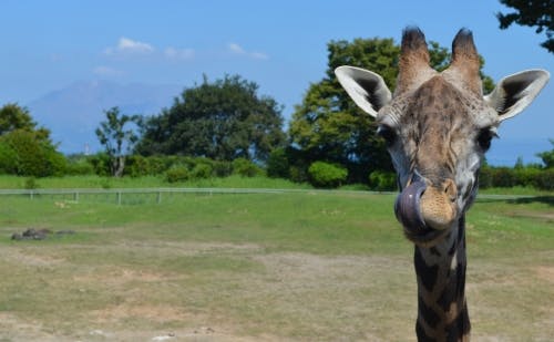 ここはサバンナ 可愛いコアラにも会える 鹿児島の平川動物公園 2ページ目 ここはサバンナ 可愛いコアラにも会える 鹿児島の平川動物公園 2ページ目