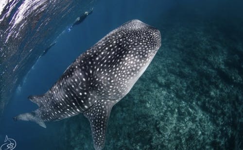 西オーストラリア 海洋生物の秘密基地 世界遺産ニンガルーリーフ 魅力いっぱいのアクティビティ9選 2ページ目 西オーストラリア 海洋生物の秘密基地 世界遺産ニンガルーリーフ 魅力いっぱいのアクティビティ9選 2ページ目