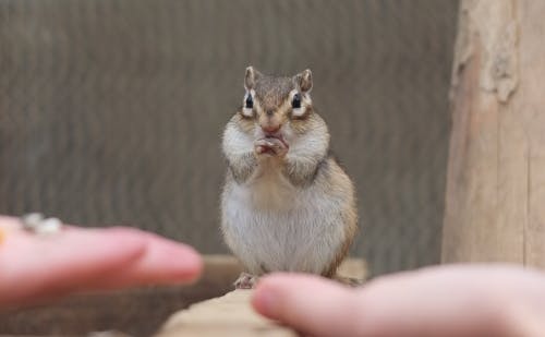 岐阜 リスの森飛騨山野草自然庭園 のリスが可愛すぎてメロメロの写真 大人も子供も夢中 岐阜 リスの森飛騨山野草自然庭園 のリスが可愛すぎてメロメロの写真 大人も子供も夢中