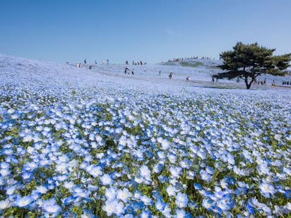 花の画像 写真 100 千葉 花 見頃