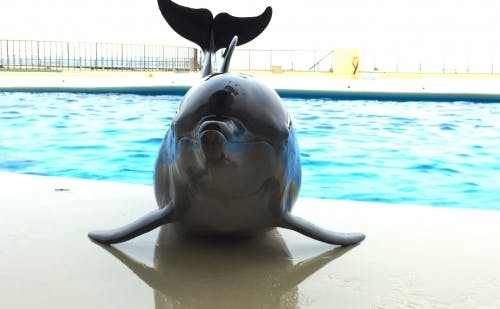 福岡 イルカ ペンギンとの距離がぐっと近くに マリンワールド海の中道 2ページ目 福岡 イルカ ペンギンとの距離がぐっと近くに マリンワールド海の中道 2ページ目