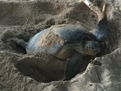 マレーシア 奇跡の島 タートルアイランドで海亀の産卵に立ち合う旅 2ページ目