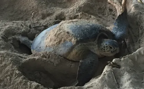 マレーシア 奇跡の島 タートルアイランドで海亀の産卵に立ち合う旅 2ページ目 マレーシア 奇跡の島 タートルアイランドで海亀の産卵に立ち合う旅 2ページ目