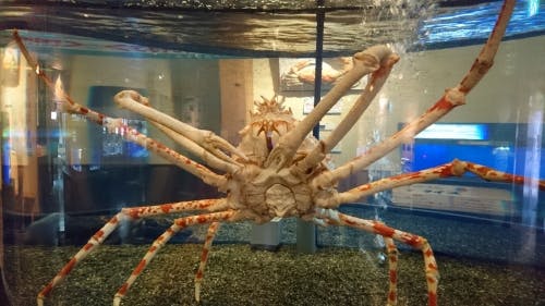 鳥取 オールシーズン楽しめる カニが主役のミニ水族館 かにっこ館の写真 海のギャングとして有名なウツボ でも その生態 は意外なもの 館内では色々な海の生物について詳しく知ることができます 鳥取 オールシーズン楽しめる カニが主役のミニ水族館 かにっこ館の写真 海のギャングとして有名なウツボ でも その生態 は意外なもの 館内では色々な海の生物について詳しく知ることができます