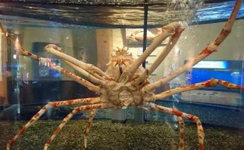 鳥取 オールシーズン楽しめる カニが主役のミニ水族館 かにっこ館の写真 海のギャングとして有名なウツボ でも その生態 は意外なもの 館内では色々な海の生物について詳しく知ることができます 鳥取 オールシーズン楽しめる カニが主役のミニ水族館 かにっこ館の写真 海のギャングとして有名なウツボ でも その生態 は意外なもの 館内では色々な海の生物について詳しく知ることができます