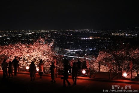神奈川 河津桜と菜の花 夜景も楽しめる まつだ桜まつり と 菜花まつり 2ページ目