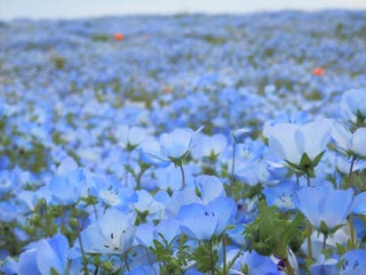 茨城 ひたち海浜公園 駐車場攻略でネモフィラの青の世界にうっとりの写真 シーサイドトレインに乗れば広い園内も楽ちん