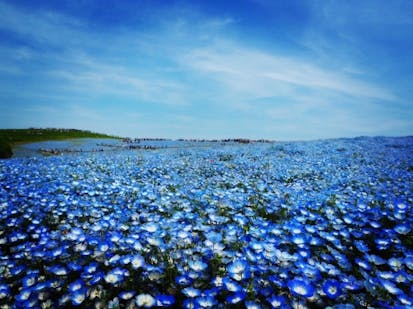 茨城 ネモフィラだけじゃない ひたち海浜公園を楽しむ4つのポイントの写真 筆者が17年に利用した臨時列車は横浜からも出ていて 神奈川 県在住の身としては非常に助かりました