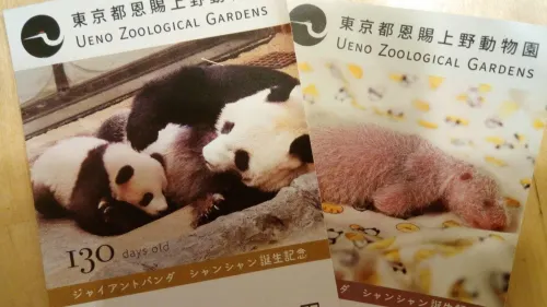 上野動物園 シャンシャン観覧方法の裏ワザ 混雑回避したい方必見 2ページ目