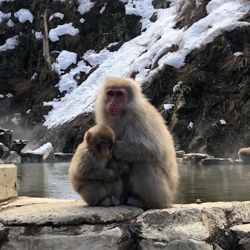地獄谷野猿公苑