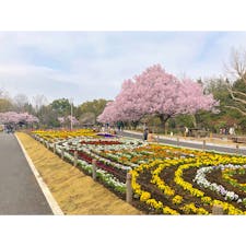 蘆花恒春園のさくらが綺麗でした。花壇の色とりどりの手入れされた花とのコラボでより一層、ほっこりした空間でした。

#東京 #桜 #公園
