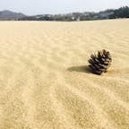 鳥取砂丘。
不思議な空間で、丘を登れば海もみえます。
風がつくる砂模様が綺麗。
次に行く時はパラグライダーしたい。