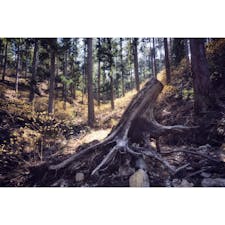 三重県の石名原のミツマタ群生地