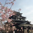 松江城。
桜はこれからかな。