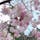 横輪桜 : 全国でも伊勢市横輪町にのみ存在する珍しい品種。
今日は寒くて6分咲きぐらいだったけど、満開になればキレイだろうなぁ〜。
ツボミもめちゃかわいい🌸