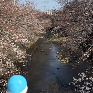 恩田川@町田 成瀬
思わぬところに、目黒川に負けない桜が。満開まであと数日かな。2キロくらいに続き桜並木が続きます。
