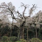 ３月末、小田原長興山紹太寺にて。
樹齢は340年以上、歴史のある桜です。ちょうど見頃でした。