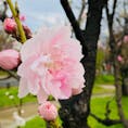 大阪城公園・桃の花