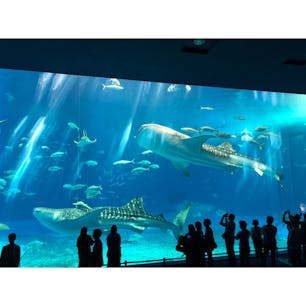 沖縄 - 美ら海水族館