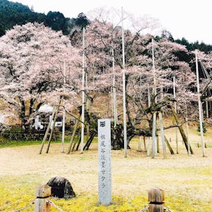 根尾谷淡墨桜٭❀*