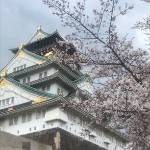 大阪城の桜です🌸