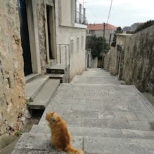 猫の案内
#クロアチア#ドゥブロヴニク#猫