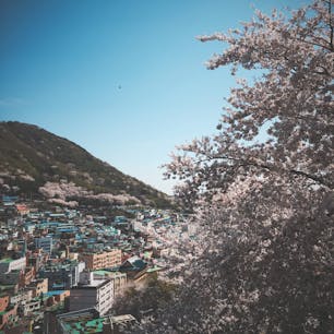 桜が満開でした🌸
