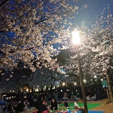 大阪 西区 靭公園
夜桜🌸
