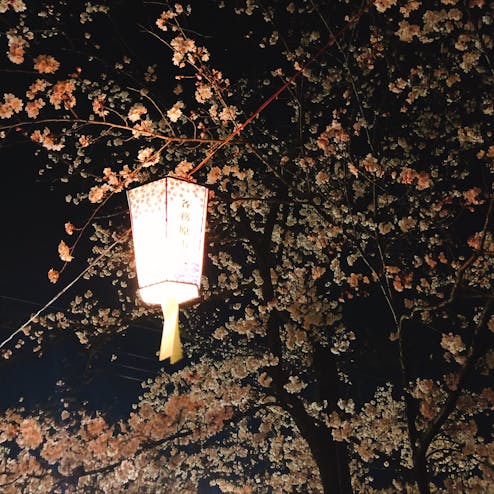 新境川堤の桜の写真 境川桜まつり トリップノート