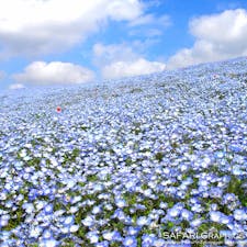 国営ひたち海浜公園のネモフィラ。一生に一度は見たい日本の絶景として、メディアで多数紹介されるなど、感動に値する春の必見スポットです。あしかがフラワーパークとともに関東を代表する花名所であり、毎年GW頃には多くの観光客が足を運びます🌸🌷🌼