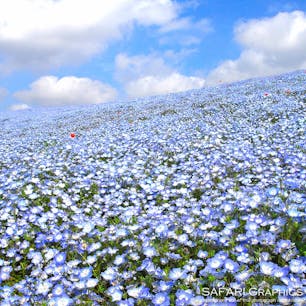 国営ひたち海浜公園のネモフィラ。一生に一度は見たい日本の絶景として、メディアで多数紹介されるなど、感動に値する春の必見スポットです。あしかがフラワーパークとともに関東を代表する花名所であり、毎年GW頃には多くの観光客が足を運びます🌸🌷🌼