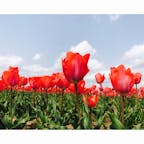 千葉 - 佐倉チューリップフェスタ