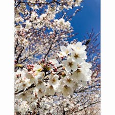 埼玉 - 熊谷桜堤