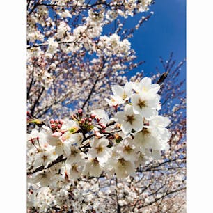 埼玉 - 熊谷桜堤