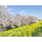 埼玉 - 熊谷桜堤