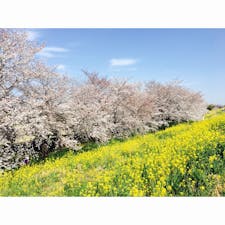 埼玉 - 熊谷桜堤