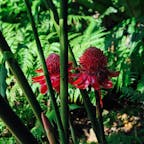 2018/12/24
#シンガポール
#シンガポール植物園
#世界遺産
#不思議な花