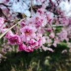 4月9日の吉野山
昼は暖かく桜も見頃でした。
夕方ごろからまだ冷え込みます