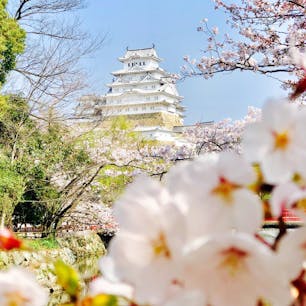 真っ白な姫路城とピンクの桜のコラボです😊