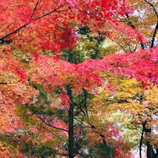 2018/11/10
#上田市城址公園
早くこの時季にならないかな？
