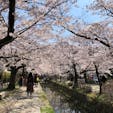 京都〜哲学の道🌸
お天気もよく満開の桜は自然に笑顔になれるくらいパワーをもってましたぁ😊