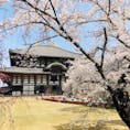 奈良。東大寺。桜満開