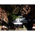 国宝松江城の夜桜